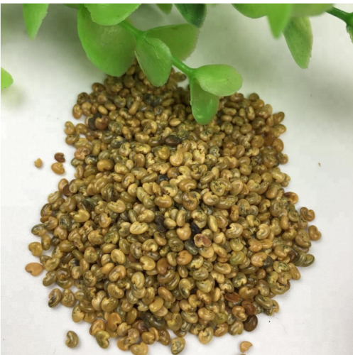 Touchhealthy suministro de semillas de Crotalaria mucronata para plantar