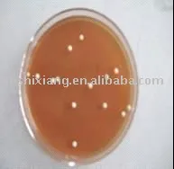 Lactobacillus for animal feed