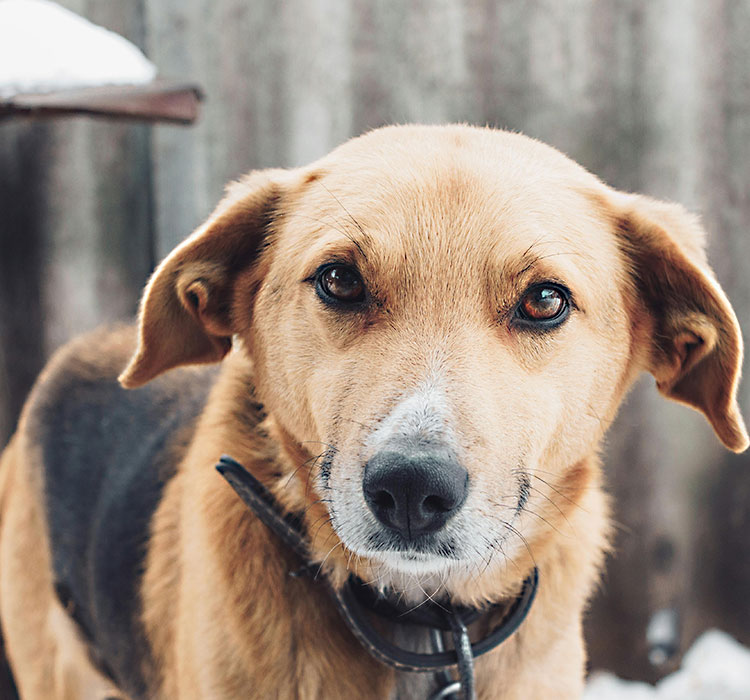 Title: The Enchantment of Plush Dog Toys: Why Dogs Can't Resist Them