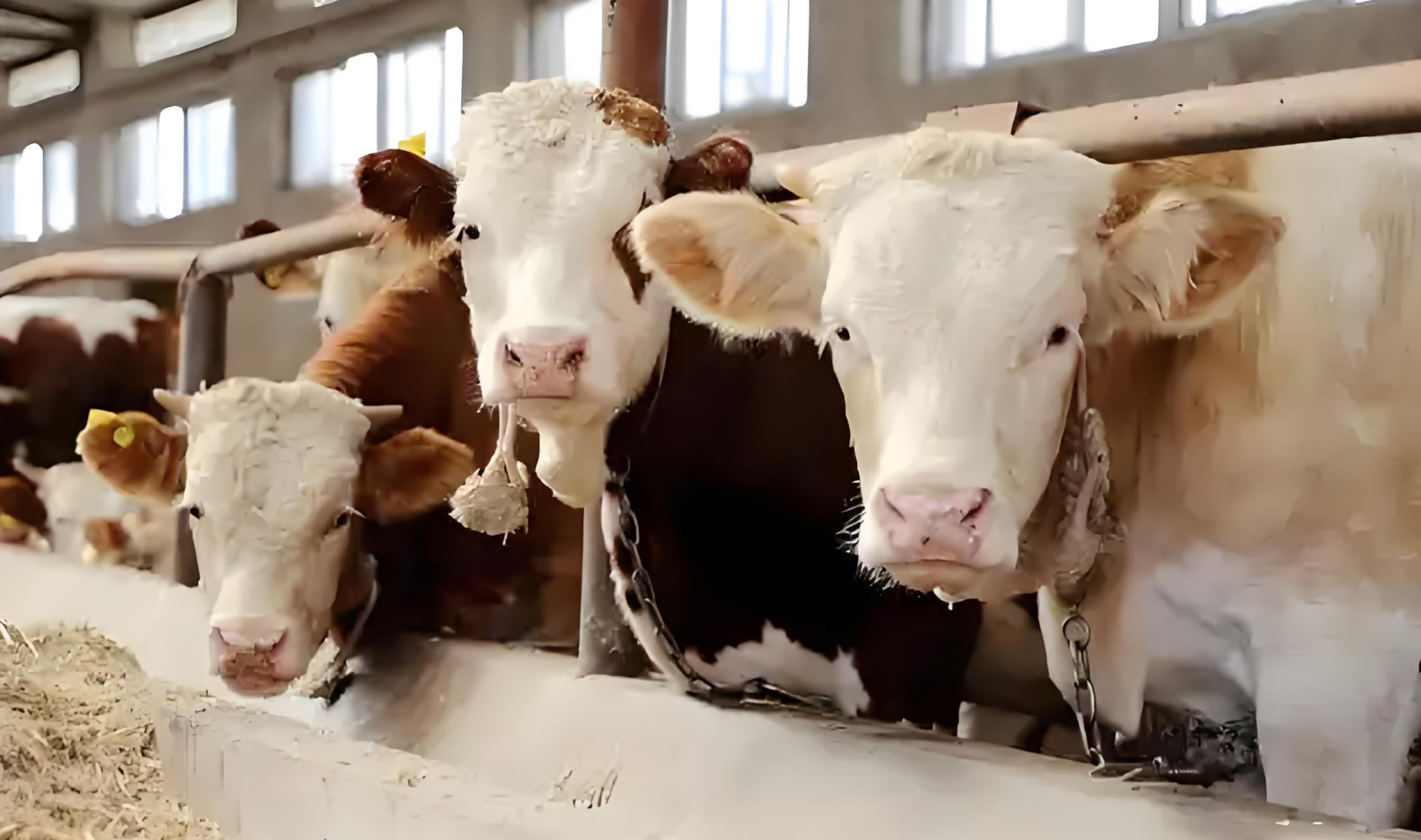 cattle ultrasound machine