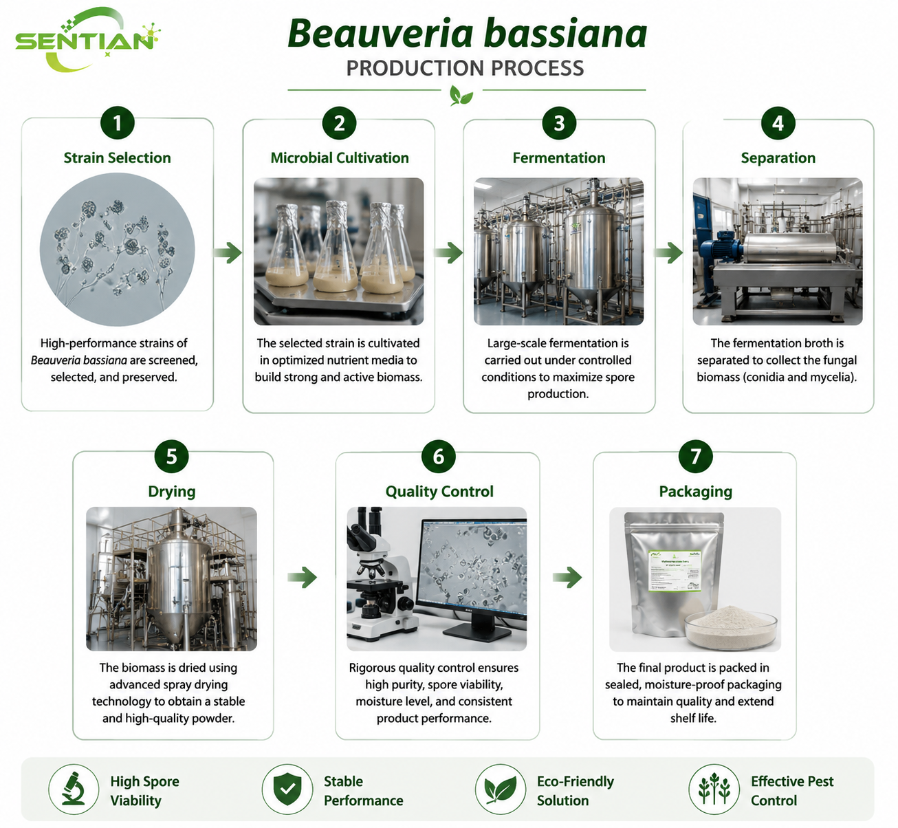 Beauveria bassiana（1）