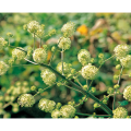 Angelica Extract Powder for Dispelling Wind and Eliminating Dampness