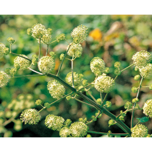 Angelica Extract Powder for Dispelling Wind and Eliminating Dampness