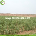 Factory Supply Healthy Natural Chinese Wolfberry