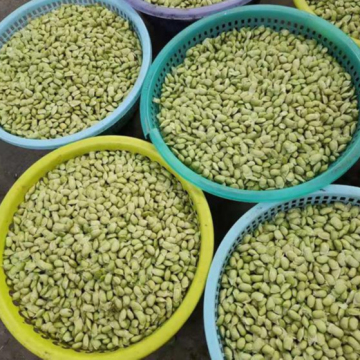 Soybean and Edamame Shelling Machine - 200 kg Capacity