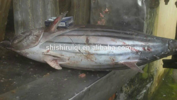 Frozen Skipjack Tuna Whole Round