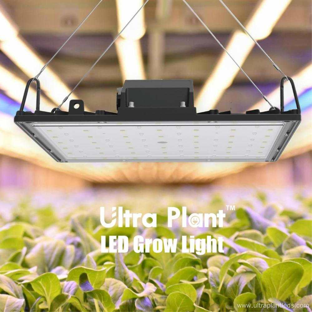 Deep Red Grow Light Indoor for Flowering