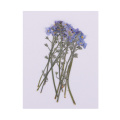 10x Pressed Flowers Forget-me-not Organic Dried Flower DIY Floral Art Crafts