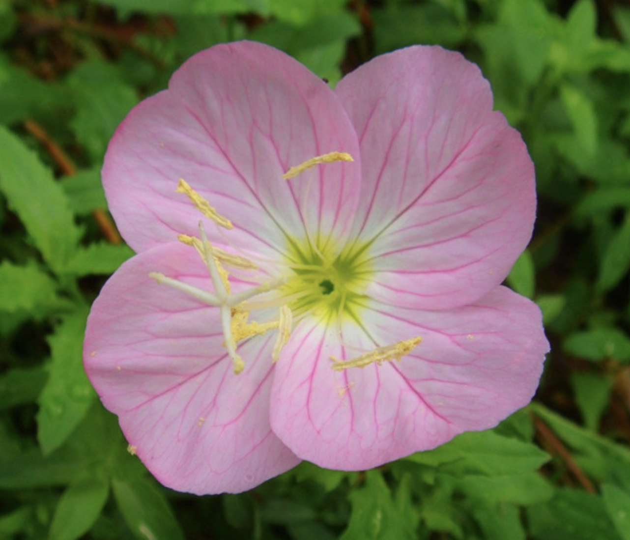 Evening Primrose Extract
