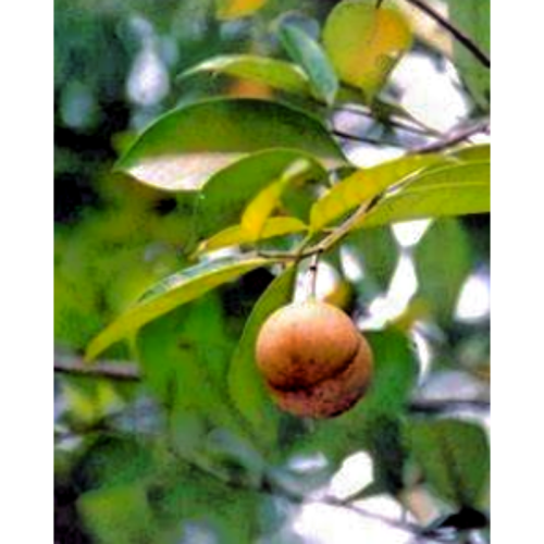 100% Nature Nutmeg Seed Extract Powder 10: 1 Nutmeg Extract