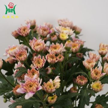 Champagne Pink Spray Mums