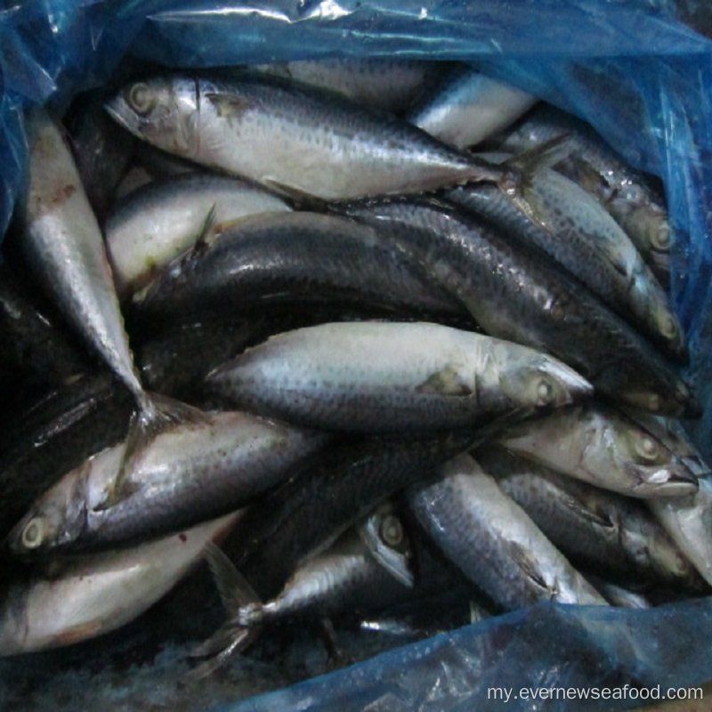 pacific mackerel အေးခဲငါး၏ လတ်ဆတ်သော သိပ္ပံအမည်