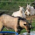 valla de campo de granja de ganado a granel barata al por mayor galvanizada