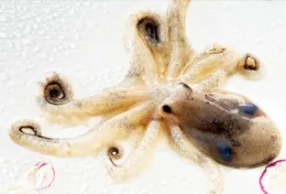 Hot sale baby octopus in octopus delicious