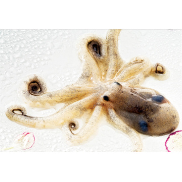 Hot Sale Baby Octopus em Octopus delicioso