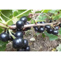Black Currant Extract Anthocyanins Ribes Nigrum Extract Plant Extract
