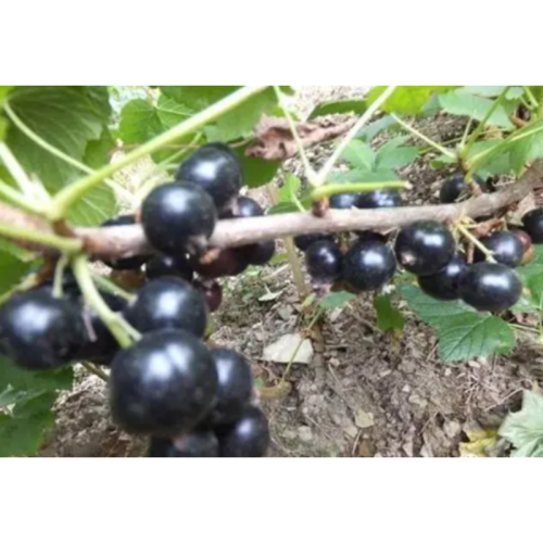 Black Currant Extract Anthocyanins Ribes Nigrum Extract Plant Extract
