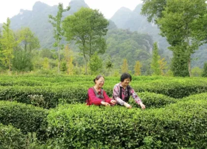 Shennong Qifeng Green (Red) Tea