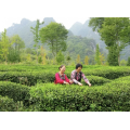 Shennong Qifeng Green (красный) чай
