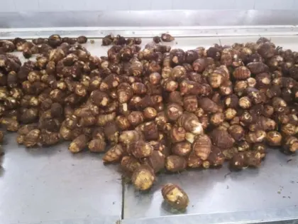 Best fresh taro for international marker
