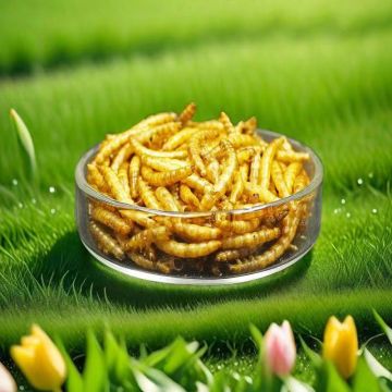 Superior Quality High Protein Pet Treats Dried mealworm