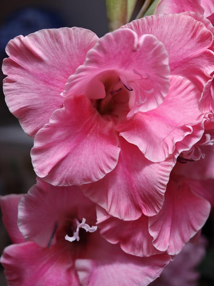 Royal Rose Gladiolus