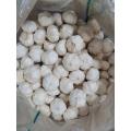 EU Standard Quality dehydrated garlic with 2022 crop