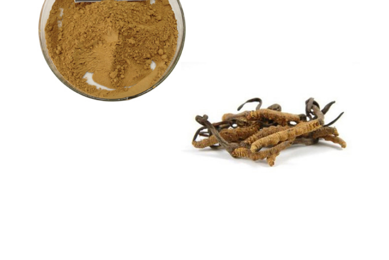 Cordyceps Sinensis Extract 555 Png