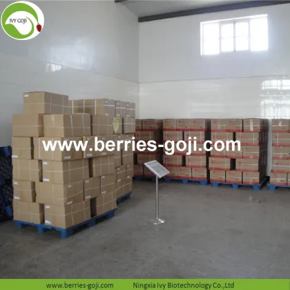 Factory Supply Fruits Sun Dried Nature Goji Berry