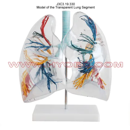 Model of the Transparent Lung Segment-J3C3.19.330