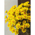 রৌদ্রোজ্জ্বল হলুদ স্প্রে chrysanthemum