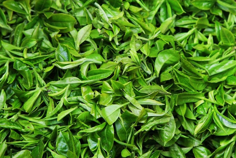 Organic Bulk wholesale Japan Green tea Bancha 