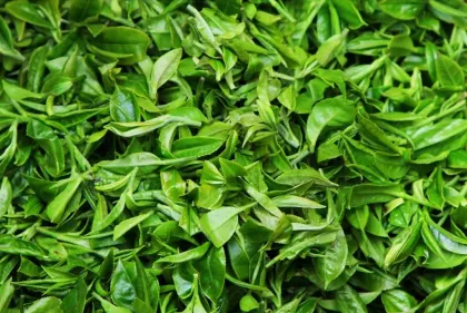 Fresh Aroma Japan Sencha Green Loose Tea