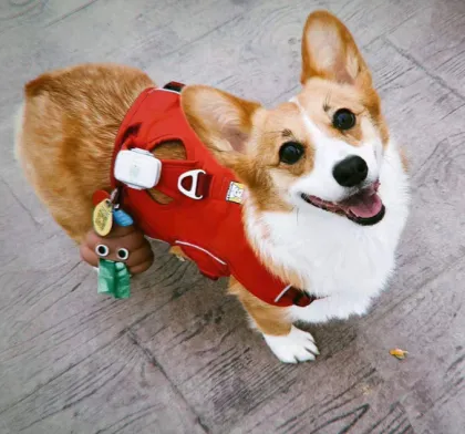 Super Cute Dog Poop Bag Holder