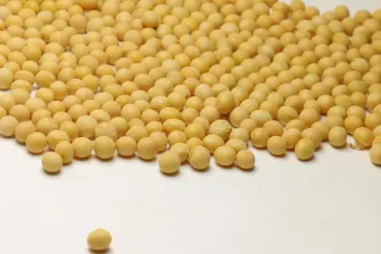 Chinese Fresh Soy bean