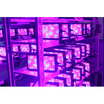 200W Led Grow Light per la coltivazione interna Microgreens