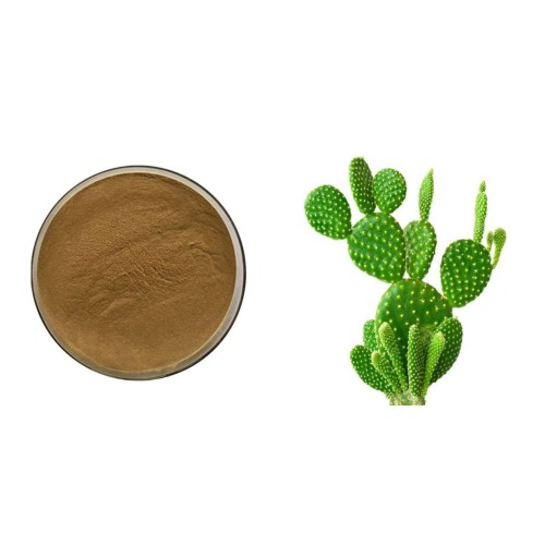Natural Cactus Extract powder