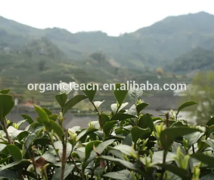 west lake dragon well tea, organic longjing tea/lungching green tea