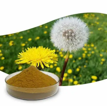 Wild Plant Extract Dandelion Extract