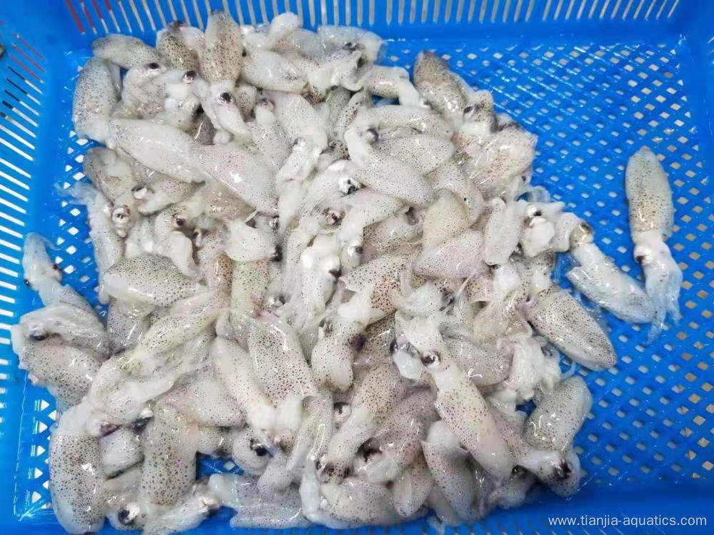 Hot sale Top class baby squid Loligo Japonica