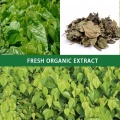 Mulberry Leaf Extract Powder Rich in 1-Dnj