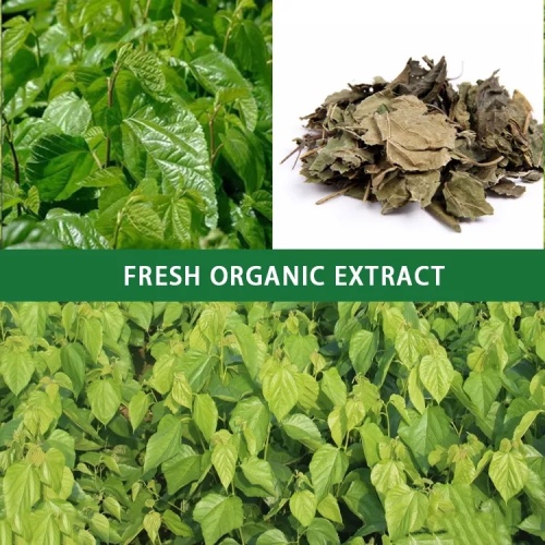 Mulberry Leaf Extract Powder Rich in 1-Dnj