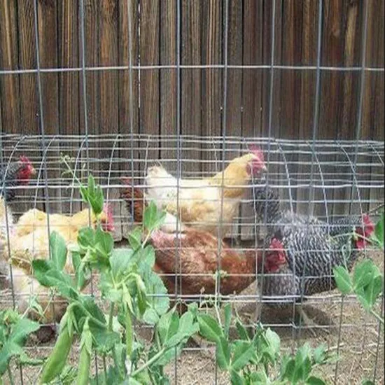 Breed Galvanized Welded Wire Mesh Roll