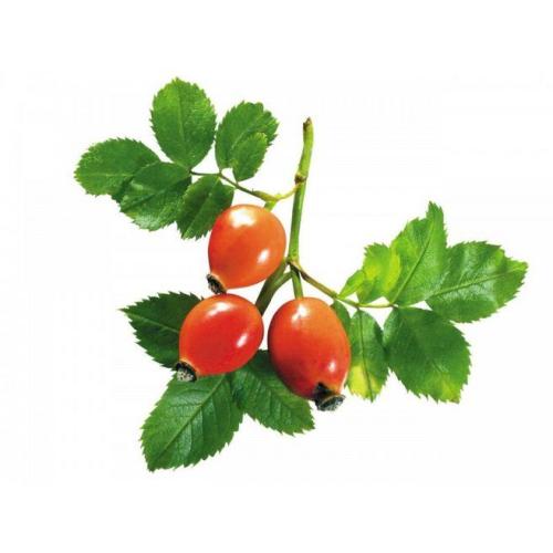 Rosehip fruit extract contain Polyphenol 98.0%