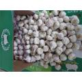 اشترِ Fresh Normal Garlic 2020