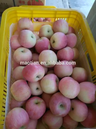 Early fuji apple of 2017 new season
