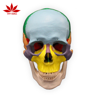 Anatomical Skull Model Teaching Resource with Colored Regions for Distinguishing Different Parts