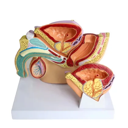 Male Prostate and Pelvic Anatomy Model for Medical Science