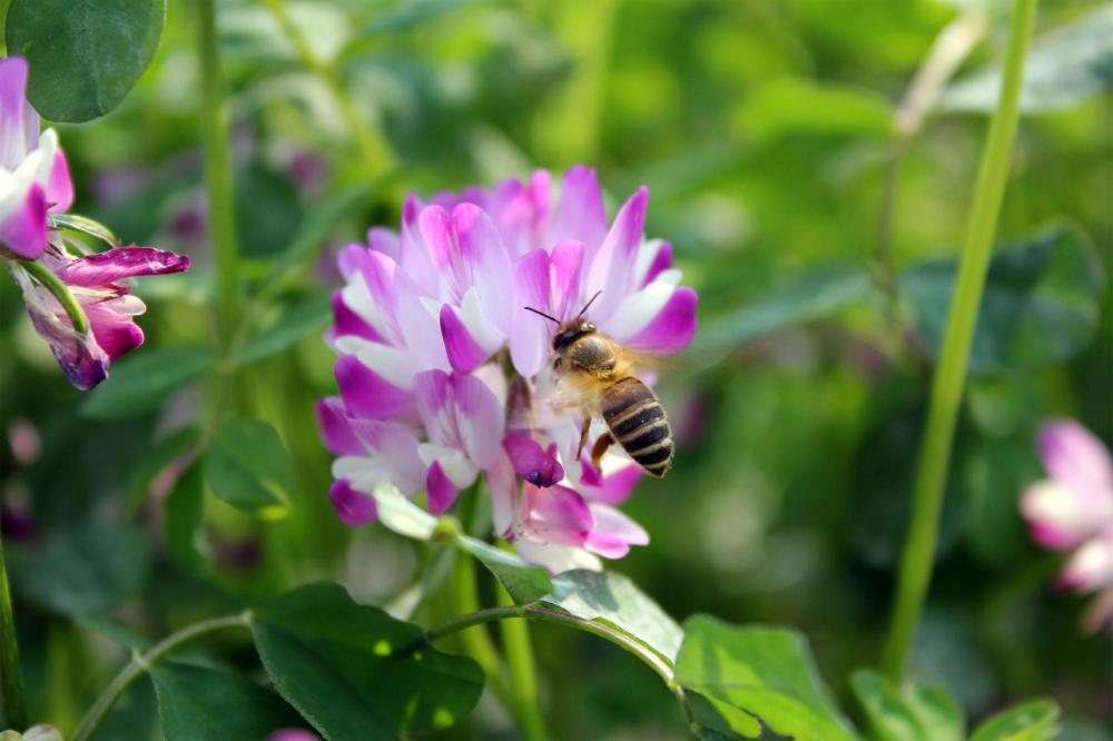 الطبيعة السائبة البرسيم العسل / الصينية حليب البيقة زهرة العسل
