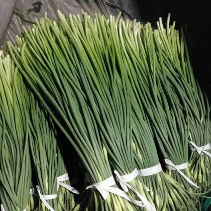 Chinese fresh garlic moss